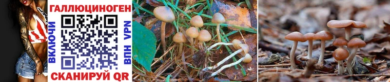 ОМГ ОМГ ССЫЛКА  Новоуральск  Галлюциногенные грибы Psilocybine cubensis  купить закладку 